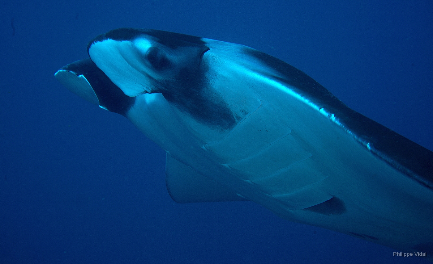 Birmanie - Mergui - 2018 - DSC02835 - Oceanic Manta Ray - Raie Manta Oceanique - Manta Biostris.JPG